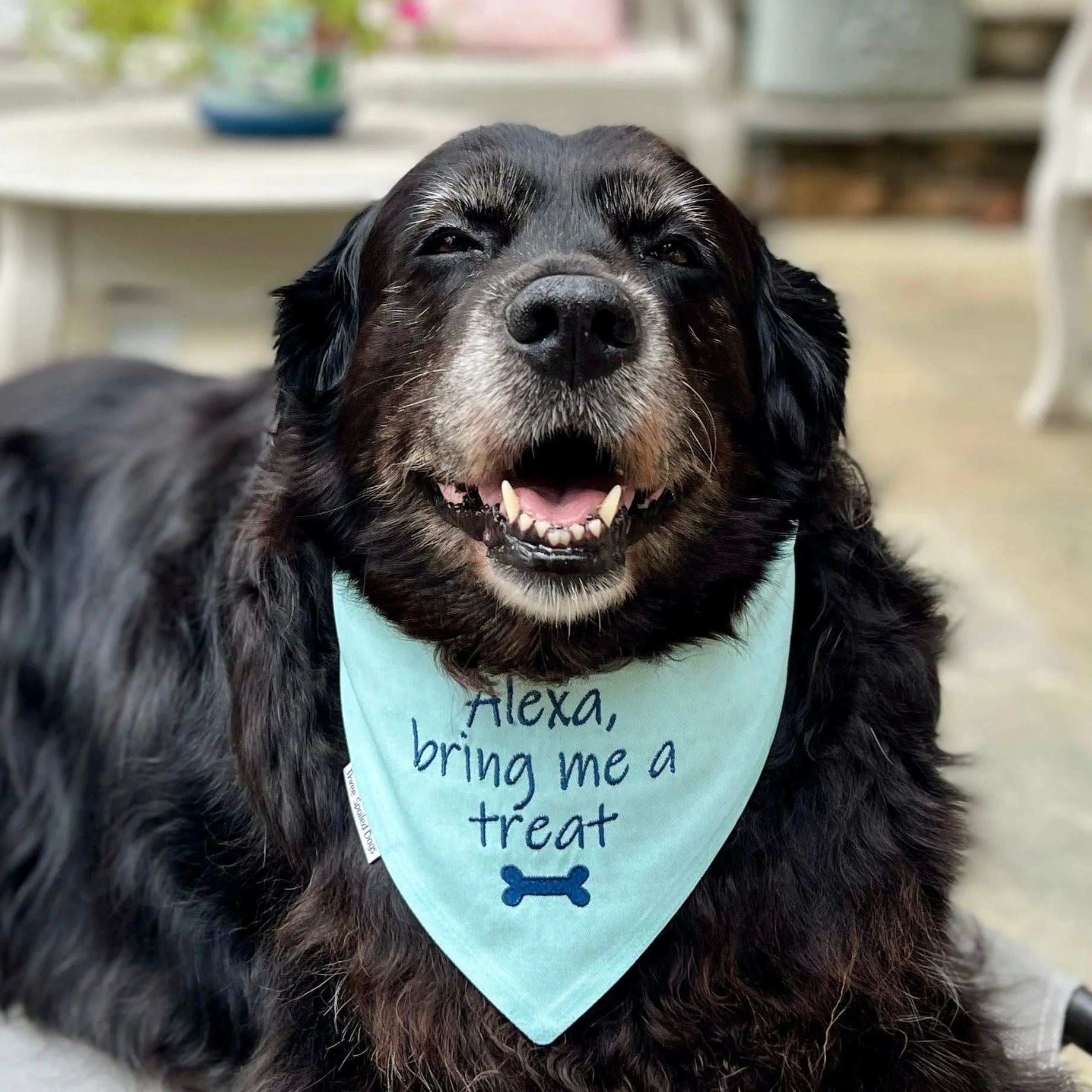 Alexa, Bring Me a Treat  -  Handmade Embroidered Reversible Pet Bandanas in Colored Denim