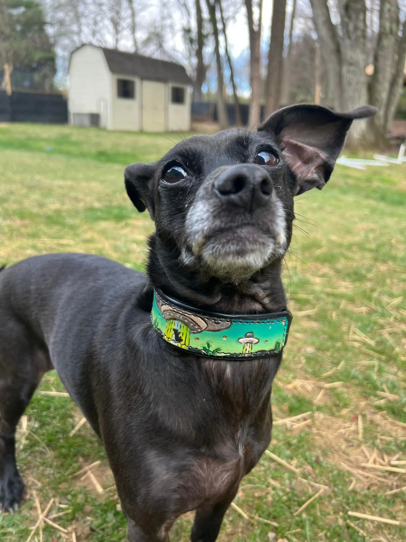 Alien / UFO Abduction Dog Collar